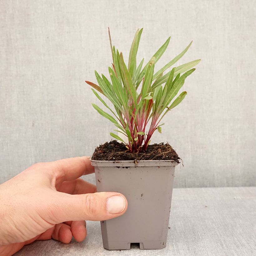 Spécimen de Oenothera missouriensis - Onagre du Missouri Godet de 7/8 cm tel que livré au printemps