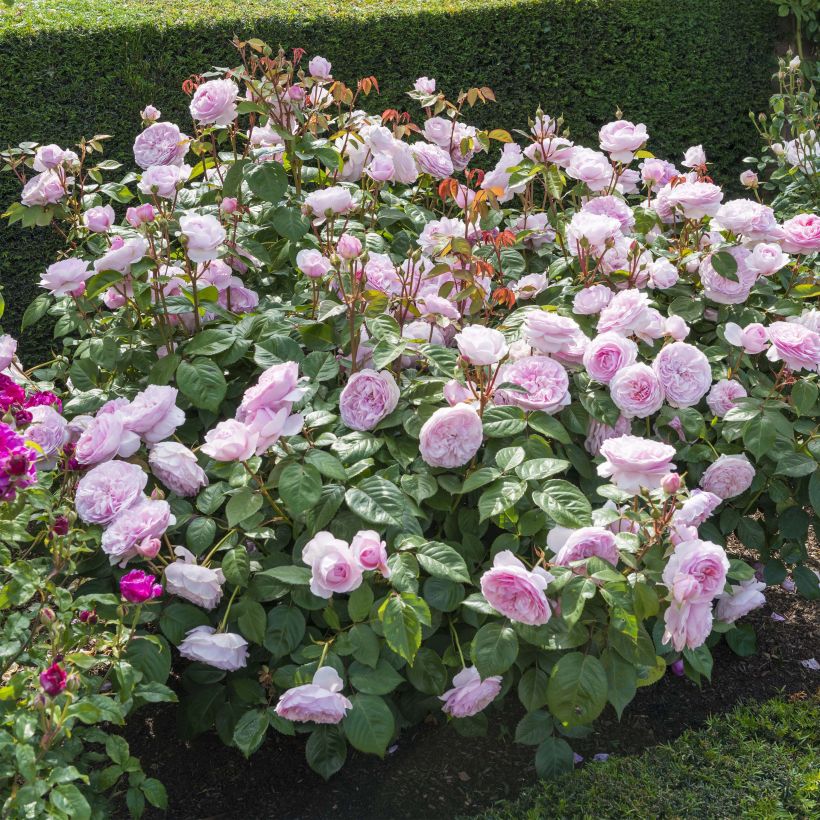 Rosier Tige David Austin Olivia Rose Austin (Plant habit)
