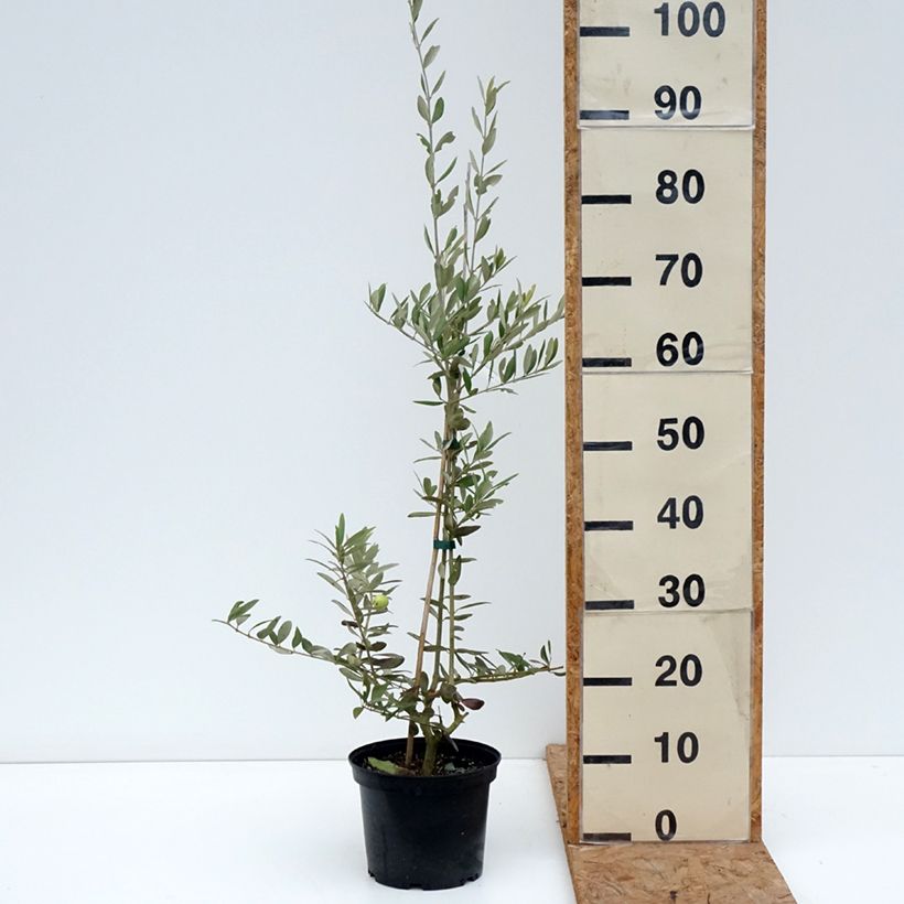 Spécimen de Olivier Aglandau - Olea europaea Pot de 3L/4L tel que livré en automne