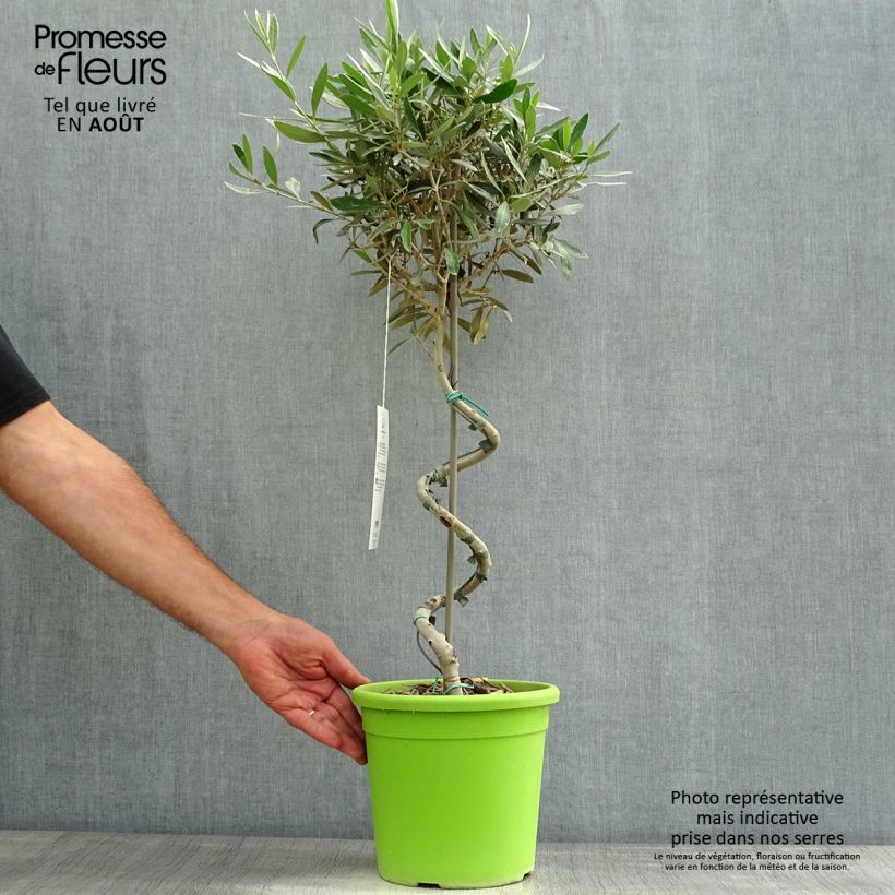 Spécimen de Olivier sur tige - Olea europaea Pot de 4L/5L, Tige, Tronc spiralé tel que livré en été