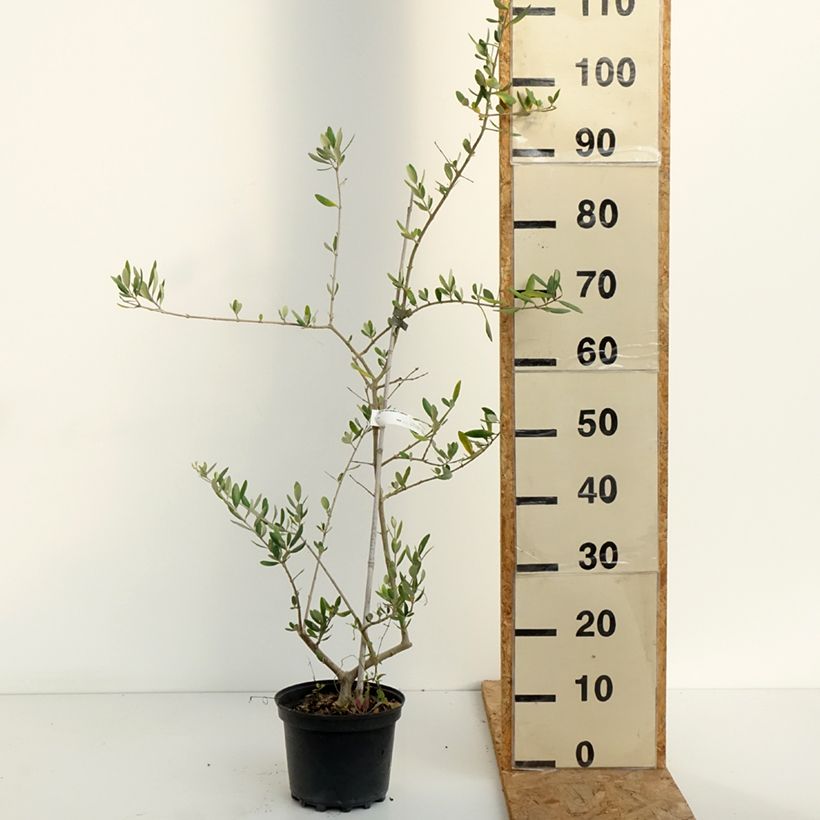 Spécimen de Olivier Frantoio - Olea europaea Pot de 3L/4L tel que livré en été
