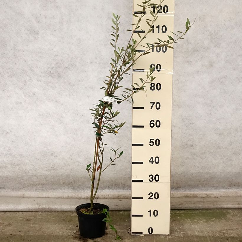 Example of Olivier Grossanne - Olea europaea Pot de 3L/4L as you get in automne