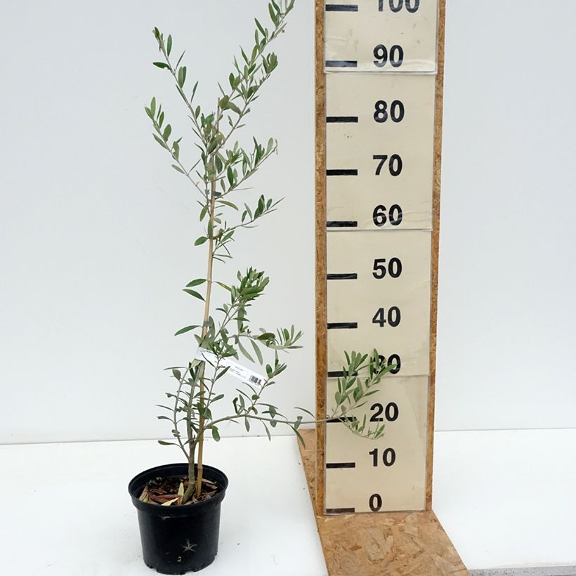 Spécimen de Olivier Lucques - Olea europaea Pot de 3L/4L, Touffe tel que livré en été