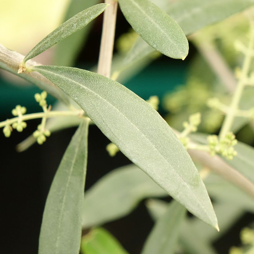 Olivier Negrette - Olea europea (Foliage)