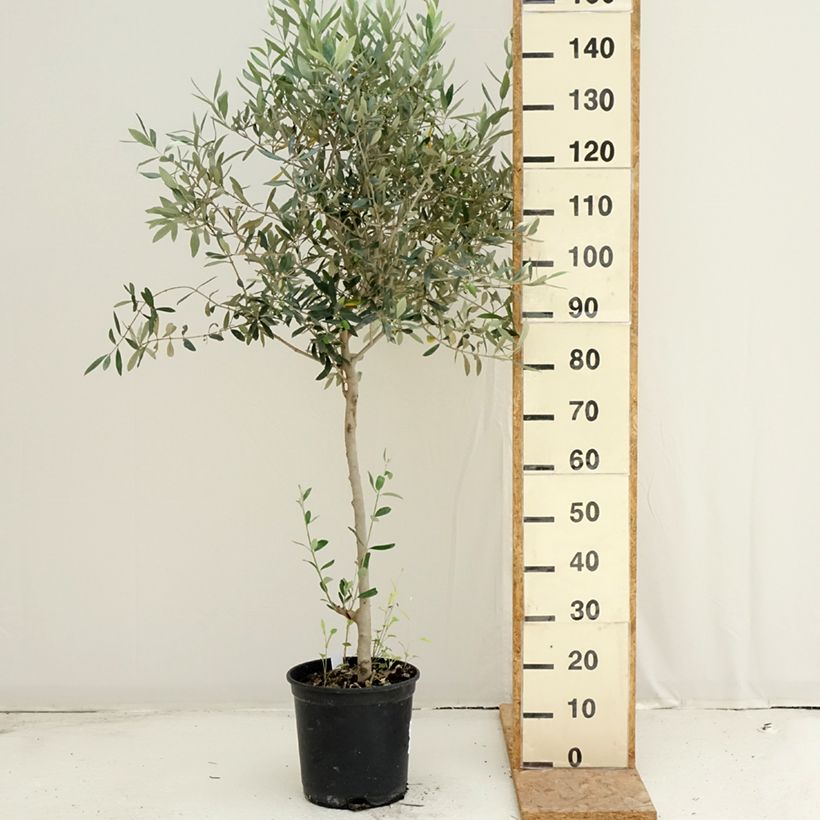 Spécimen de Olivier - Olea europaea Pot de 7,5L/10L, Buisson, Touffe tel que livré en été