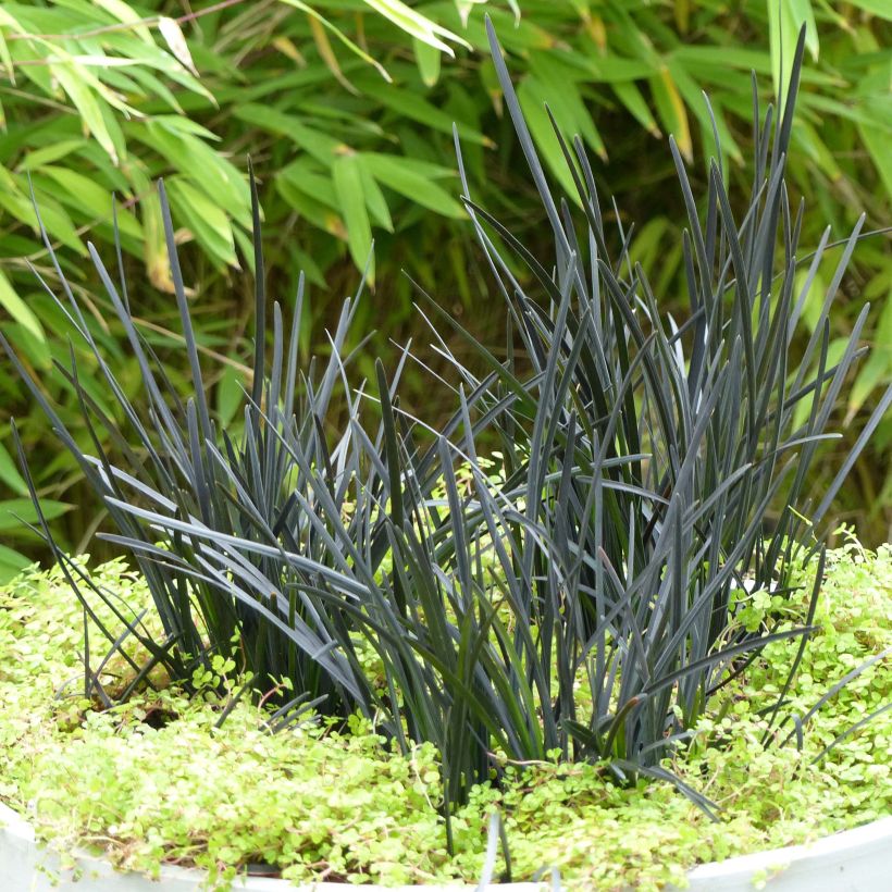 Ophiopogon Hosoba Kokuryu (Plant habit)