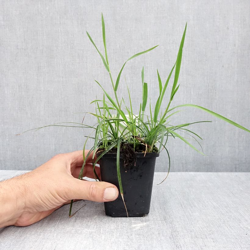 Spécimen de Ophiopogon planiscapus Godet de 8/9 cm tel que livré en automne