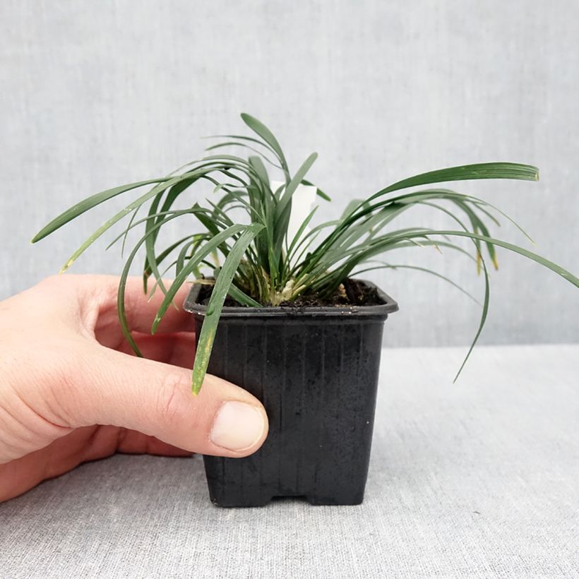 Example of Ophiopogon planiscapus Olivaceus Godet de 8/9 cm as you get in printemps