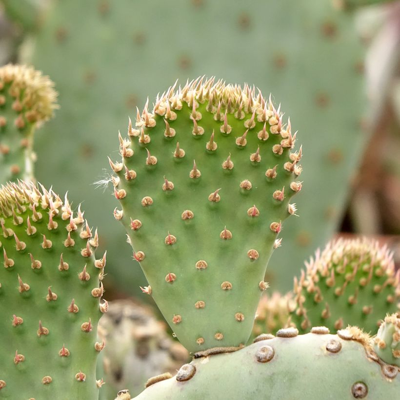 Opuntia basilaris - Cactus raquette (Foliage)