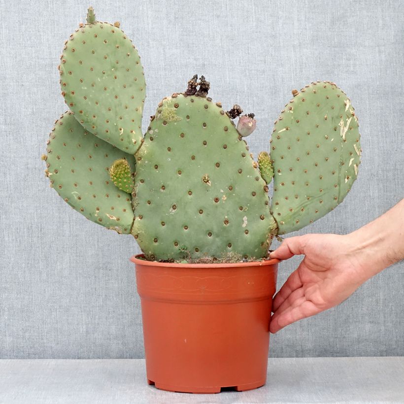 Example of Opuntia basilaris - Cactus raquette Pot de 4L/5L, 40/50 diamètre as you get in printemps