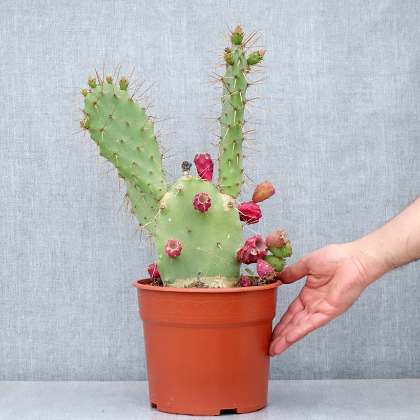 Example of Opuntia bergeriana - Cactus raquette Pot de 4L/5L, 25/35 diamètre as you get in printemps