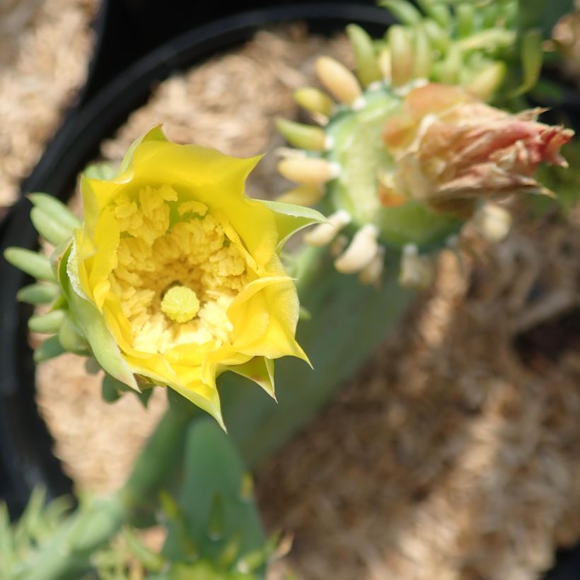 Opuntia cacanapa Ellisiana - Cactus raquette (Flowering)