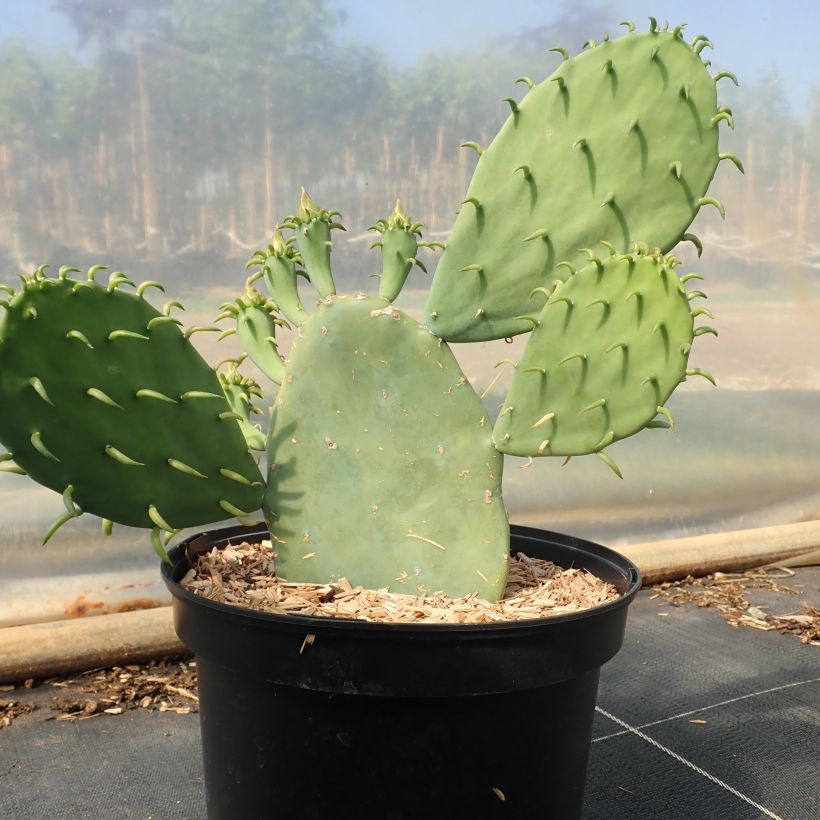 Opuntia cacanapa Ellisiana - Cactus raquette (Plant habit)