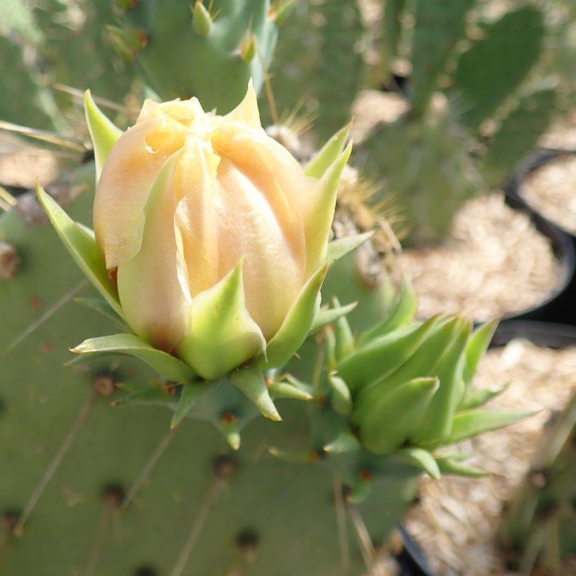 Opuntia cyclodes - Cactus raquette (Flowering)