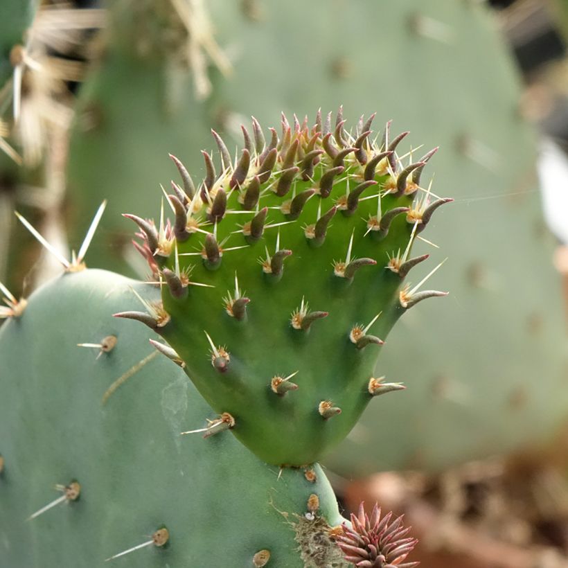 Opuntia discata - Cactus raquette (Feuillage)