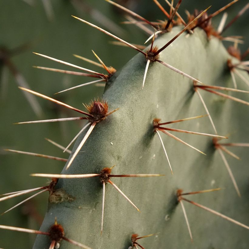 Opuntia dulcis - Cactus raquette (Foliage)
