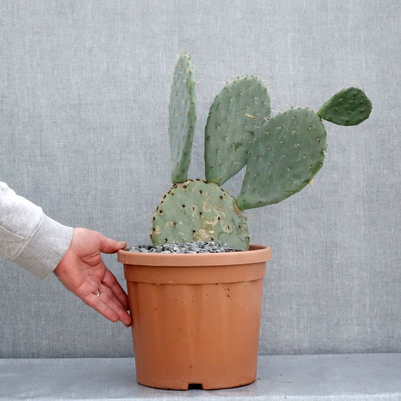 Example of Opuntia engelmannii  Belen - Cactus raquette Pot de 4L/5L as you get in printemps