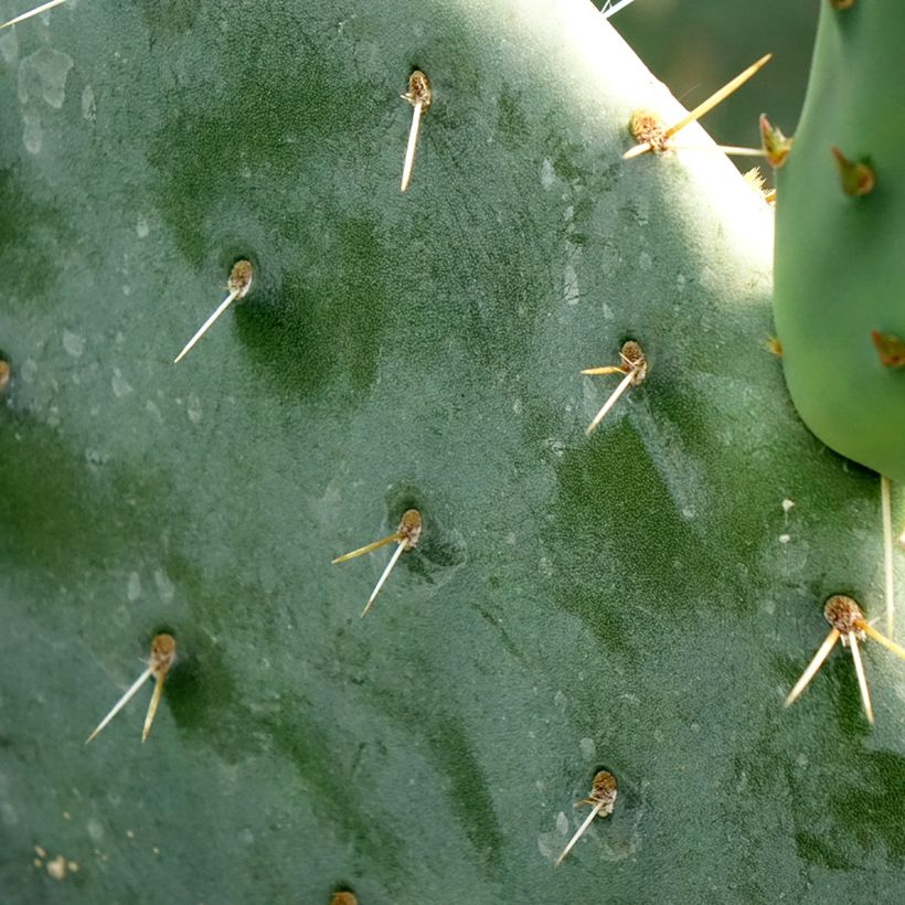 Opuntia engelmannii - Cactus raquette (Feuillage)