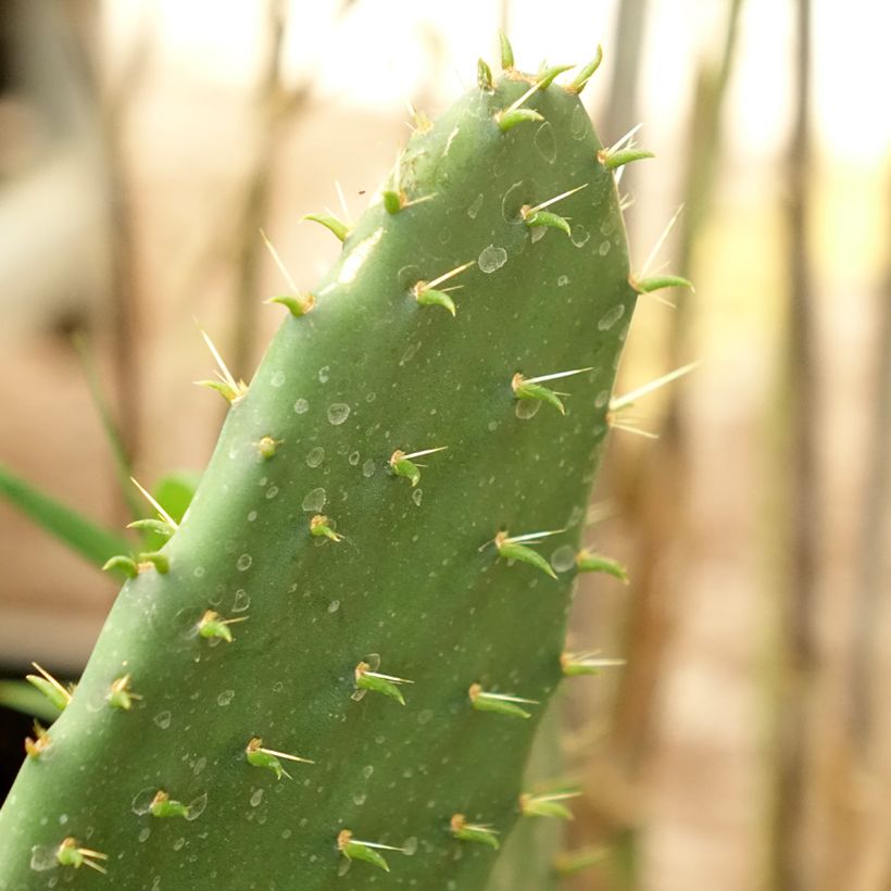 Opuntia engelmannii lindheimeri - Oponce (Foliage)