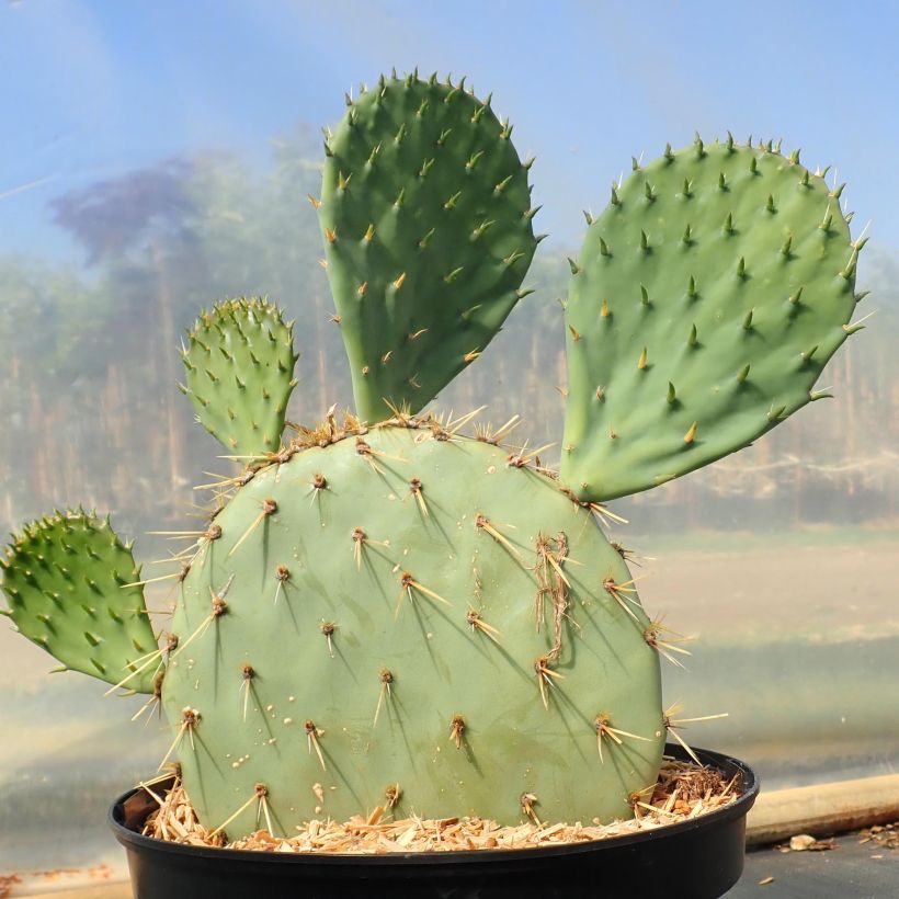 Opuntia engelmannii var. rastrera - Oponce (Plant habit)
