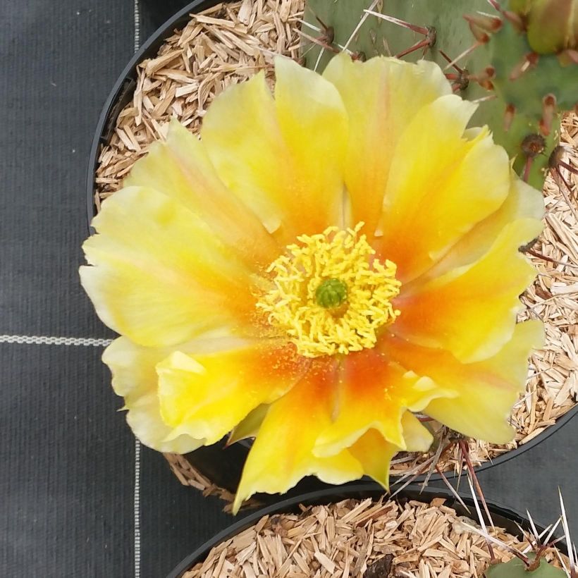 Opuntia engelmannii var. rastrera - Oponce (Flowering)