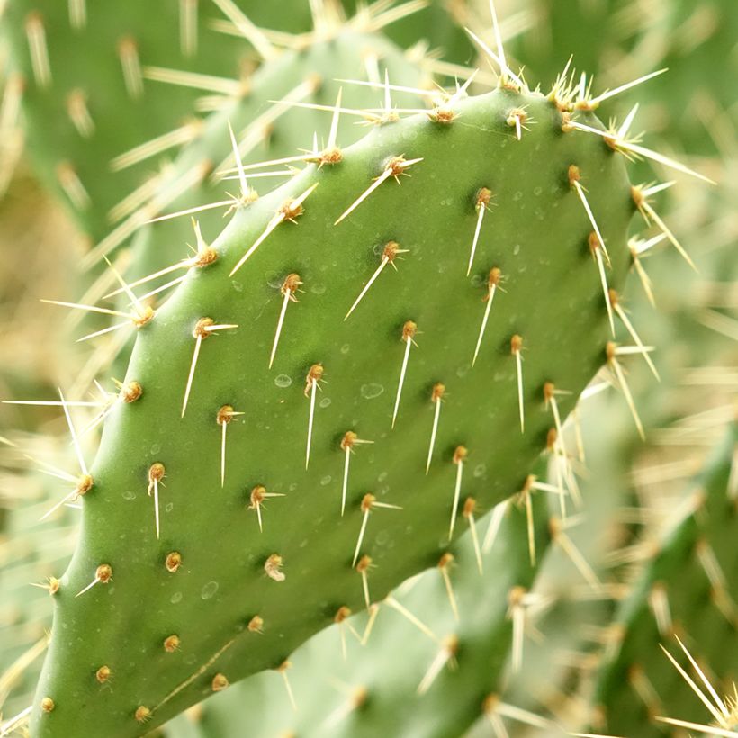 Opuntia howeyi - Cactus raquette (Foliage)
