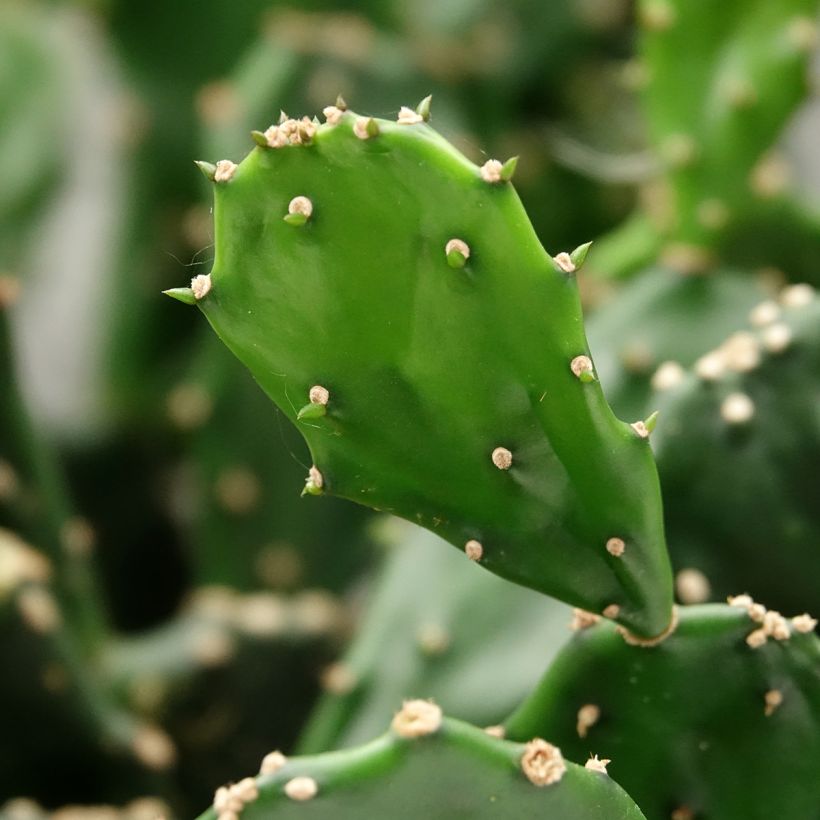 Opuntia jamaicensis - Cactus raquette (Feuillage)