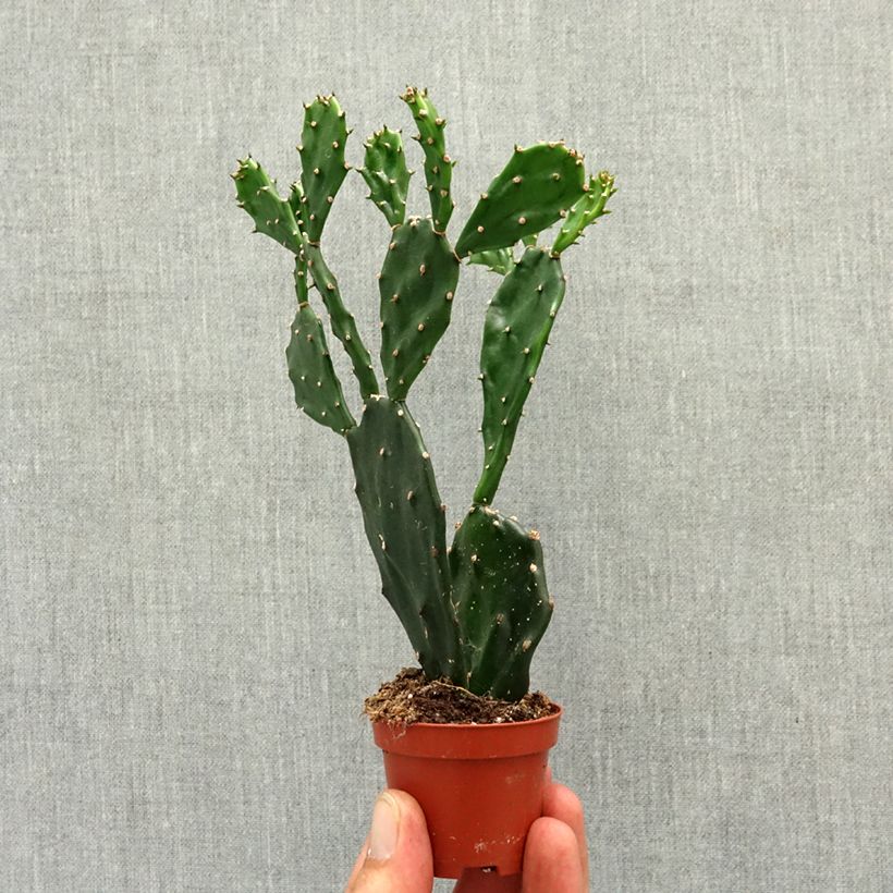 Spécimen de Opuntia jamaicensis - Cactus raquette Mini-plante tel que livré au printemps
