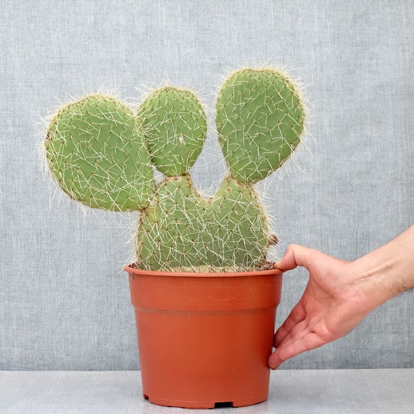 Spécimen de Opuntia leucotricha - Cactus raquette Pot de 4L/5L, 30/40 diamètre tel que livré au printemps