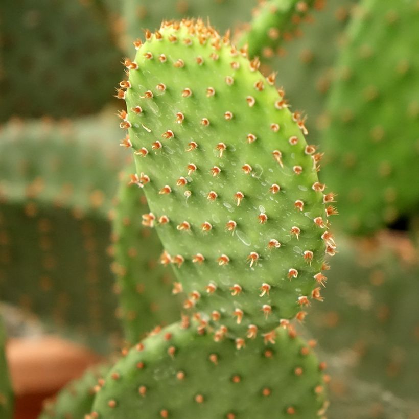 Opuntia lubrica - Cactus raquette (Foliage)