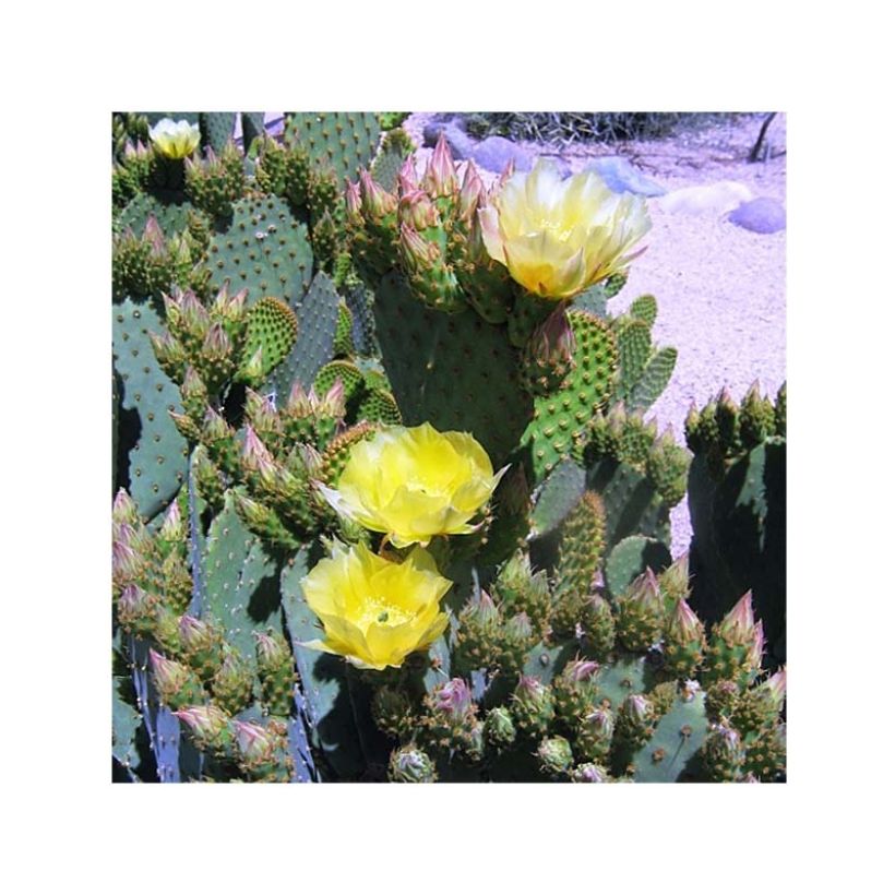 Opuntia lubrica - Cactus raquette (Flowering)