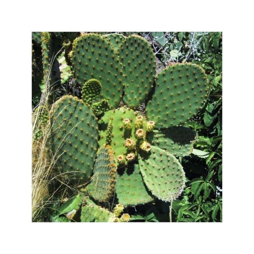 Opuntia lubrica - Cactus raquette (Plant habit)