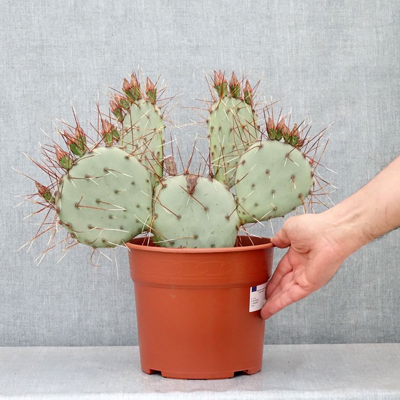 Example of Opuntia macrocentra - Cactus raquette Pot de 4L/5L, 25/35 diamètre as you get in printemps