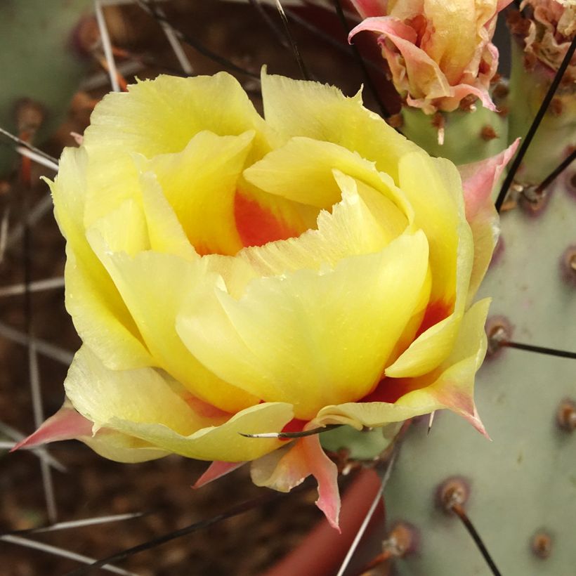 Opuntia macrocentra (épines noires) - Cactus raquette (Floraison)