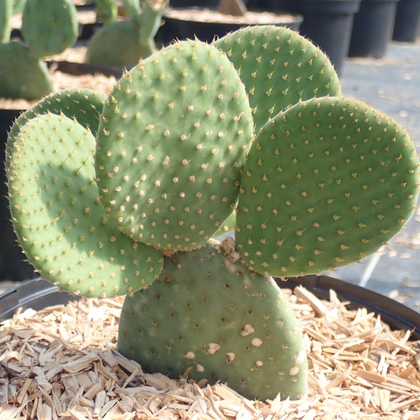 Opuntia microdasys Caress - Cactus raquette (Plant habit)
