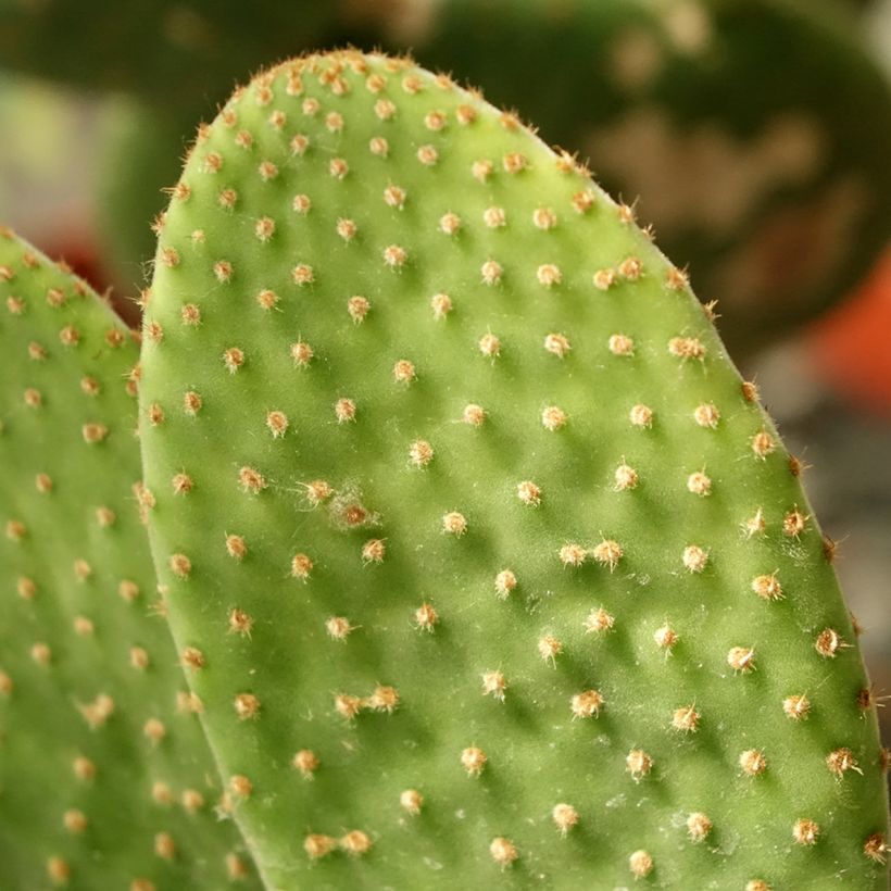 Opuntia microdasys Caress - Cactus raquette (Foliage)