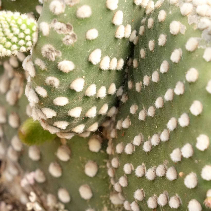 Opuntia microdasys var. albispina - Cactus raquette (Foliage)