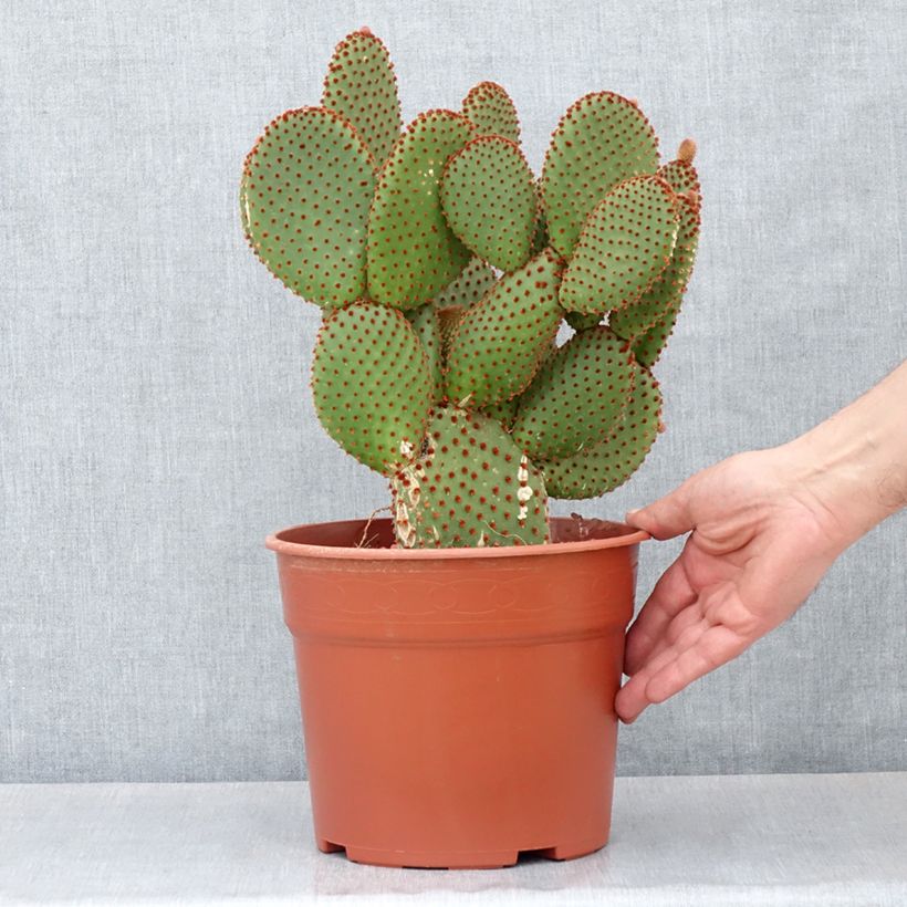 Example of Opuntia microdasys var. rufida - Cactus raquette Pot de 4L/5L, 25/30 diamètre as you get in printemps