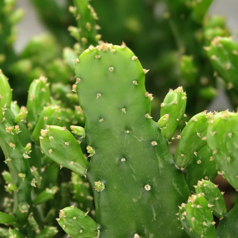 Opuntia monacantha - Cactus raquette (Feuillage)