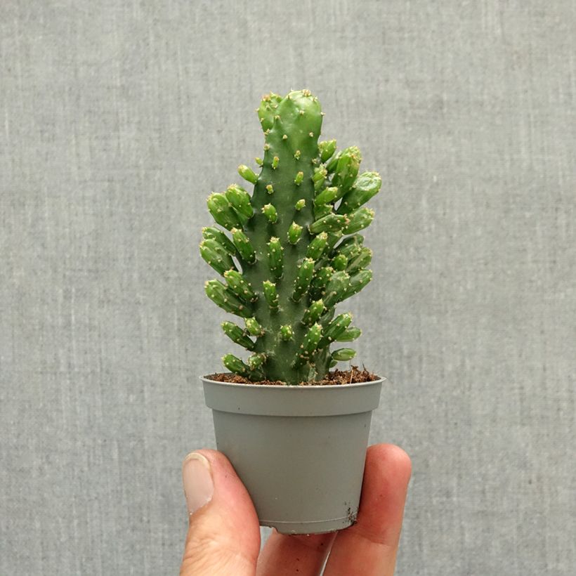 Spécimen de Opuntia monacantha - Cactus raquette Mini-plante tel que livré au printemps