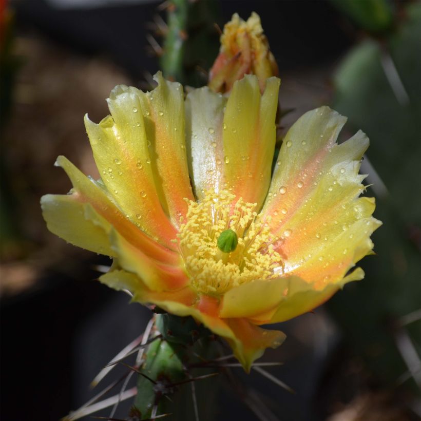 Opuntia phaeacantha Mojavensis - Oponce (Flowering)