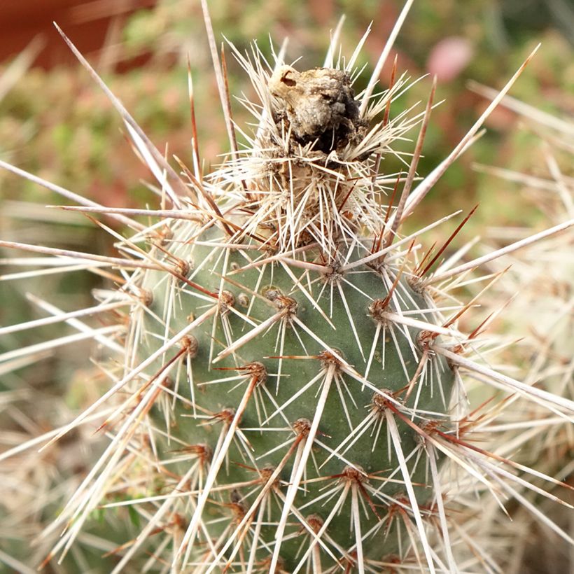 Opuntia polyacantha - Cactus raquette (Foliage)