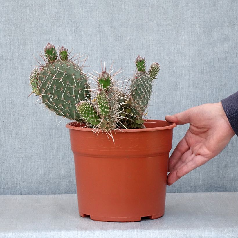 Example of Opuntia polyacantha - Cactus raquette Pot de 4L/5L, 25/30 diamètre as you get in printemps