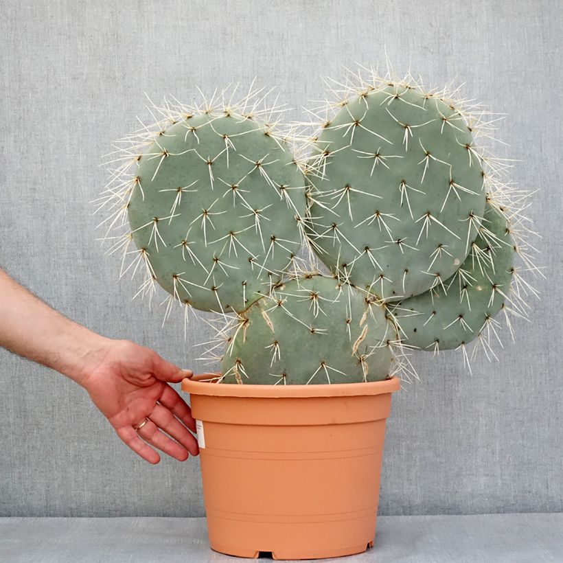Example of Opuntia robusta - Cactus raquette Pot de 7,5L/10L, 40/50 diamètre as you get in printemps