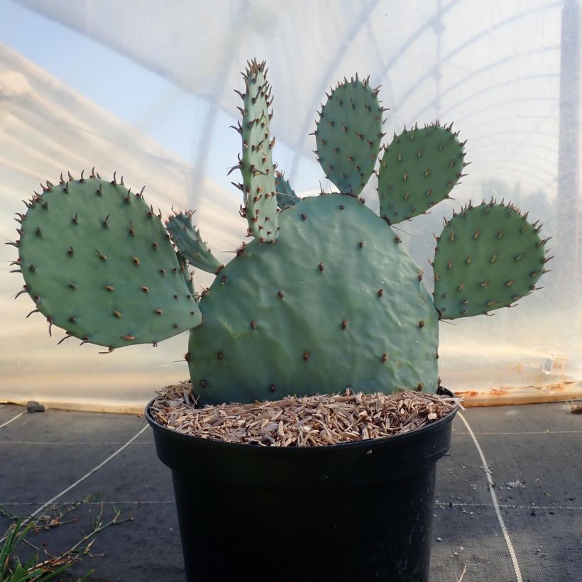 Opuntia sanguinicola - Cactus raquette (Plant habit)