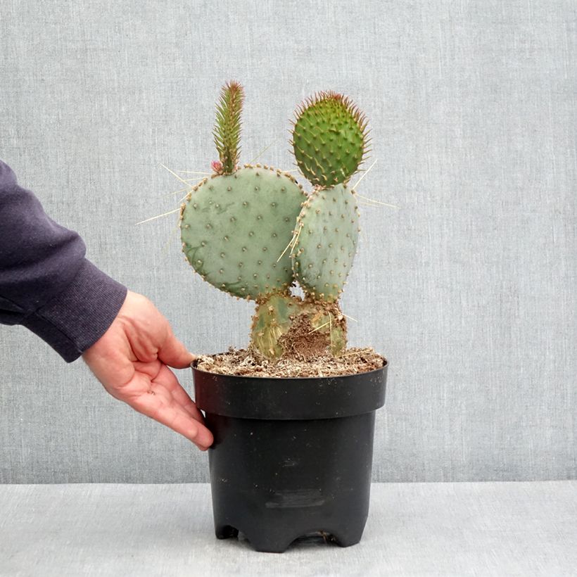 Example of Opuntia santa-rita - Cactus raquette Pot de 3L/4L as you get in printemps