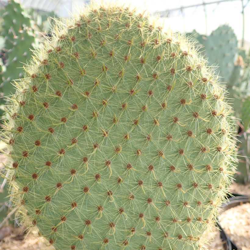 Opuntia scheeri - Cactus raquette (Foliage)