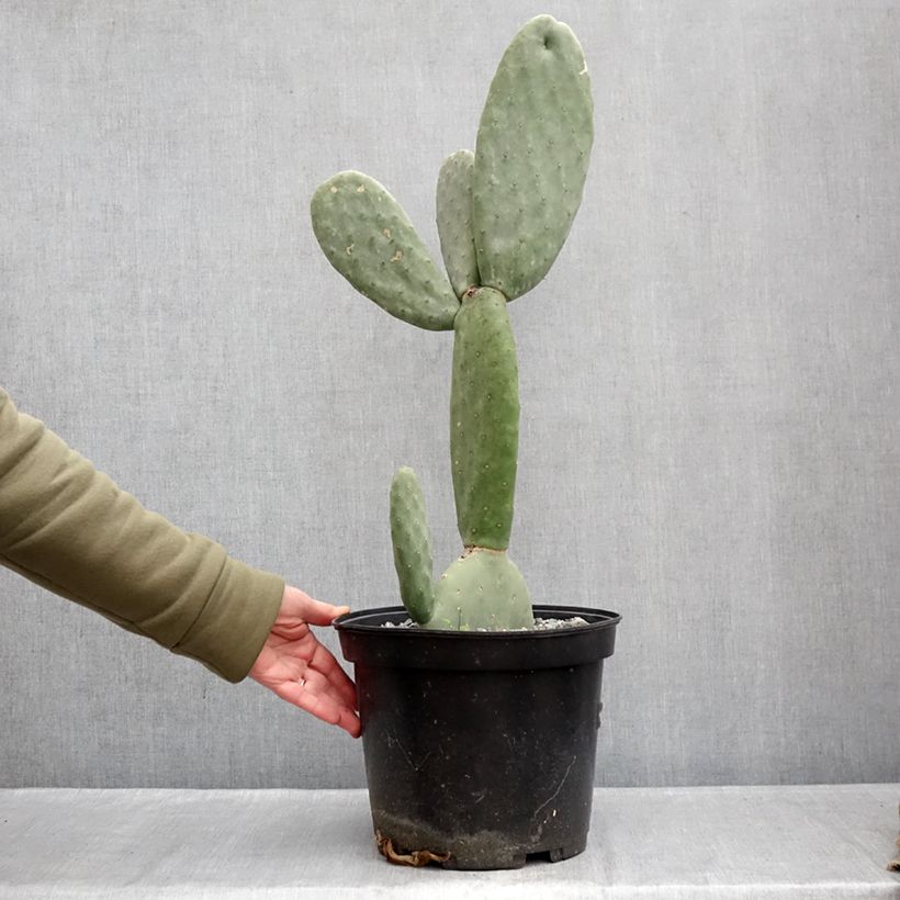 Spécimen de Opuntia Titania - Cactus raquette Pot de 3L/4L tel que livré en hiver