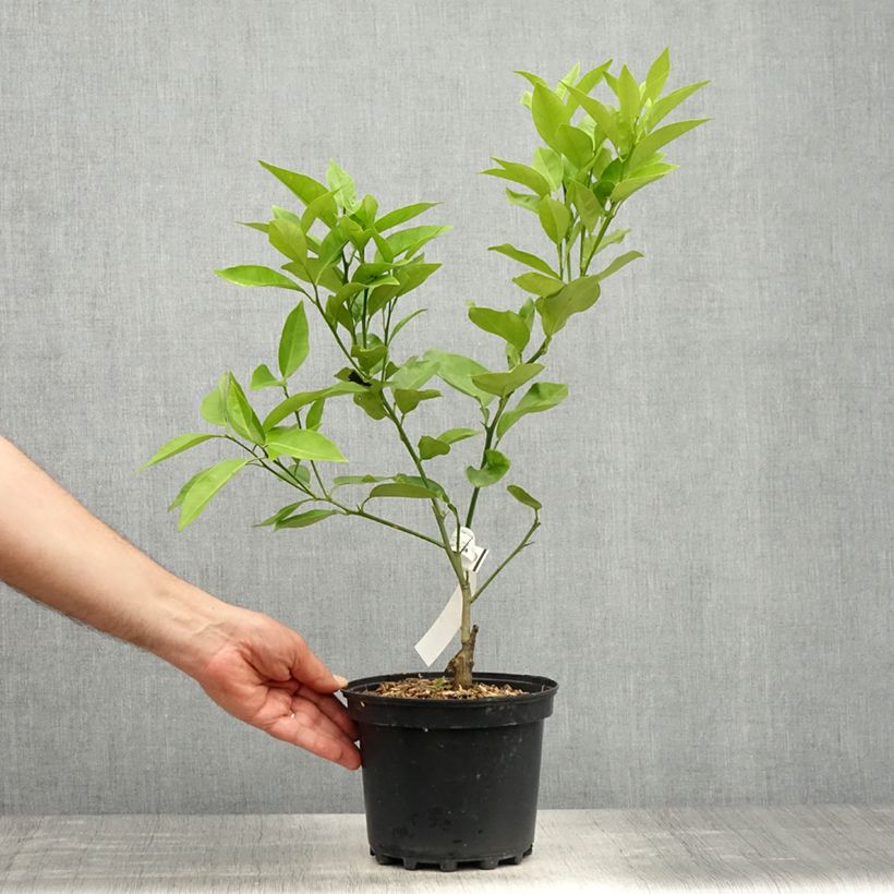 Example of Oranger - Citrus sinensis Washington Navel  Pot de 4L/5L, 1/4 de tige as you get in printemps