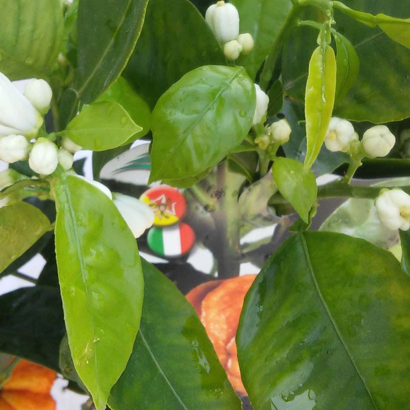 Oranger Corrugata - Citrus sinensis x aurantium (Foliage)